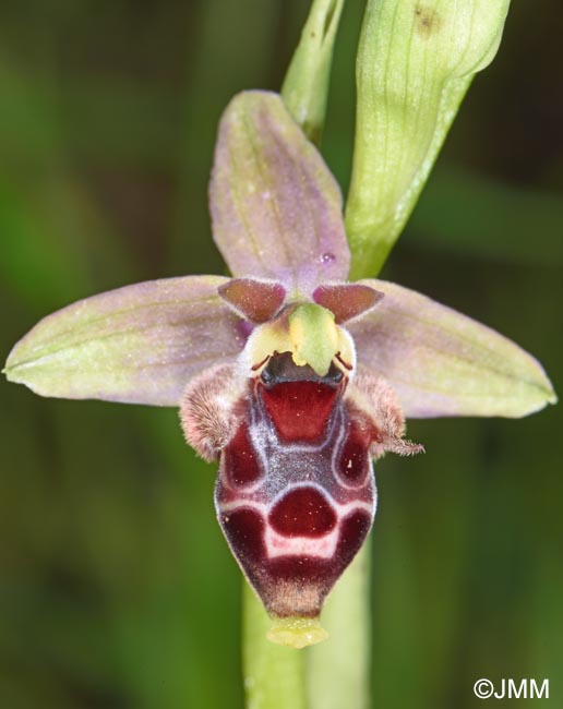 Ophrys nestoris