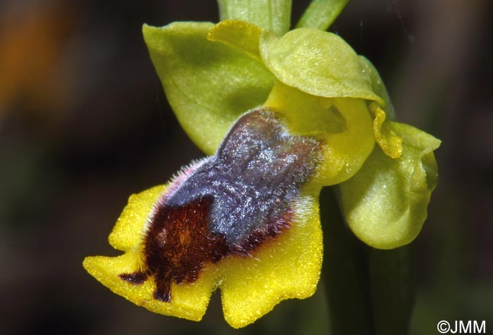 Ophrys penelopeae