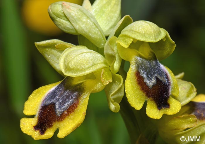 Ophrys penelopeae
