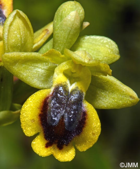 Ophrys penelopeae