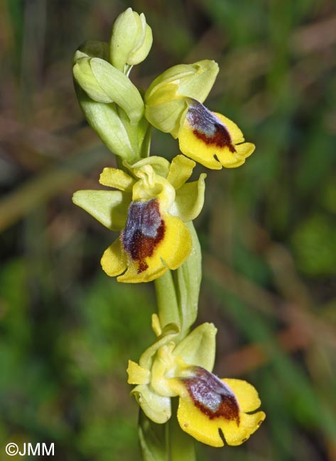 Ophrys penelopeae