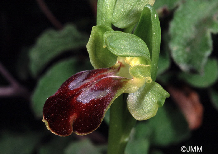 Ophrys perpusilla