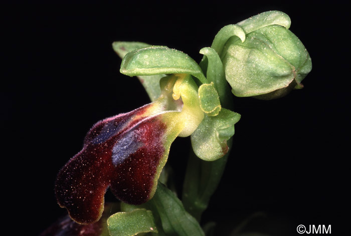 Ophrys perpusilla