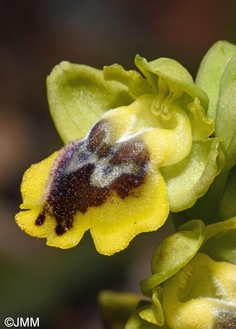 Ophrys phryganae