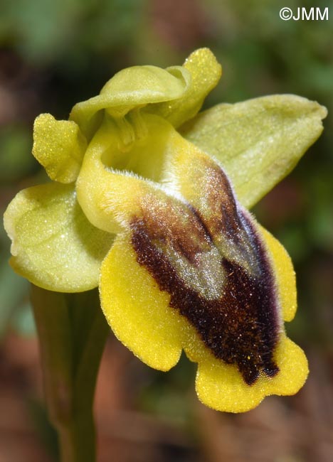 Ophrys phryganae