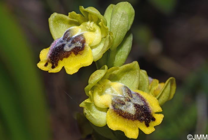 Ophrys phryganae