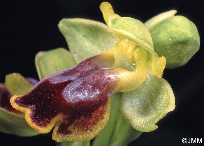 Ophrys praemelena