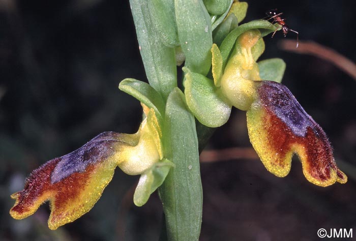 Ophrys praemelena