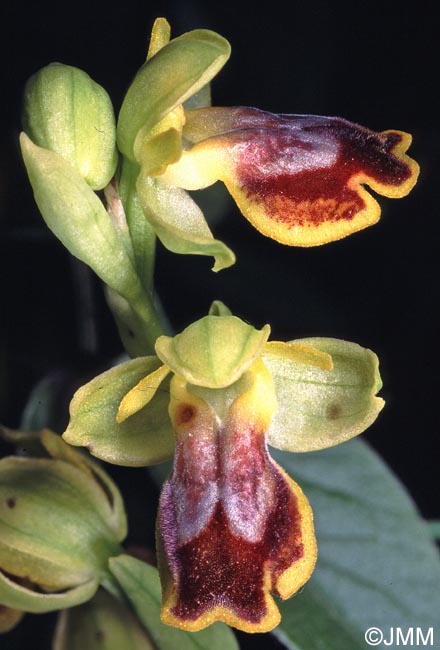Ophrys praemelena
