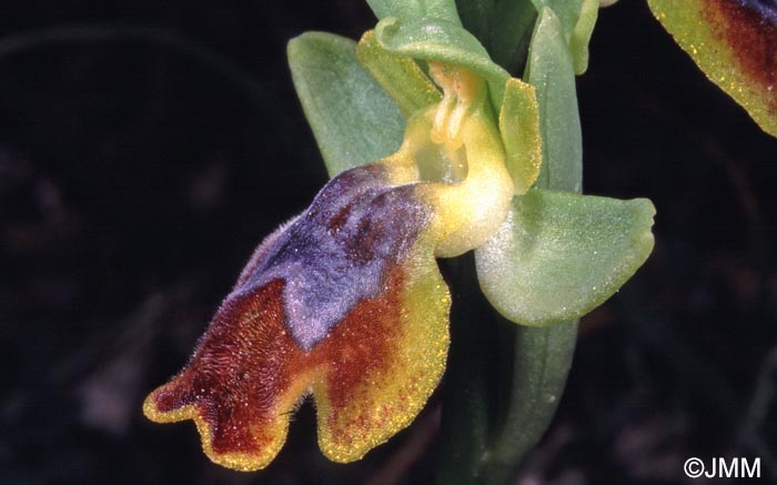 Ophrys praemelena