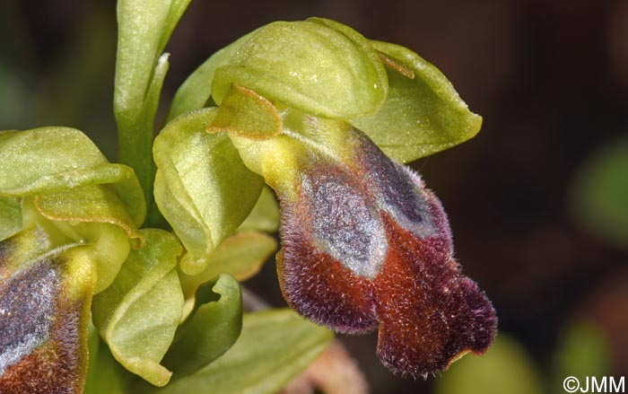 Ophrys punctulata