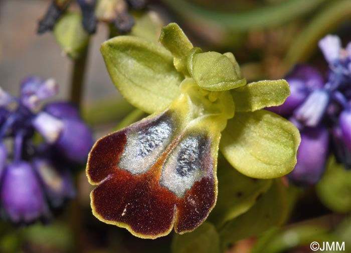 Ophrys punctulata