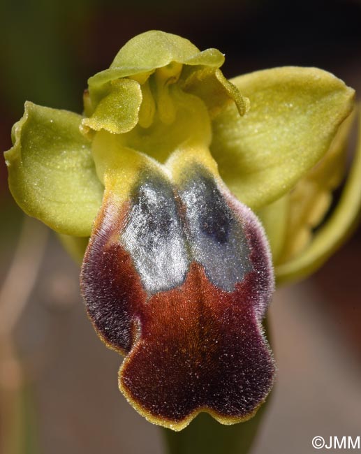 Ophrys punctulata