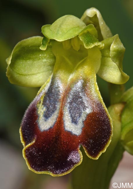 Ophrys punctulata