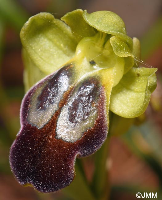 Ophrys punctulata
