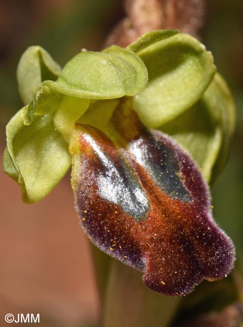 Ophrys punctulata