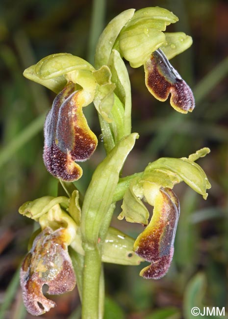 Ophrys punctulata