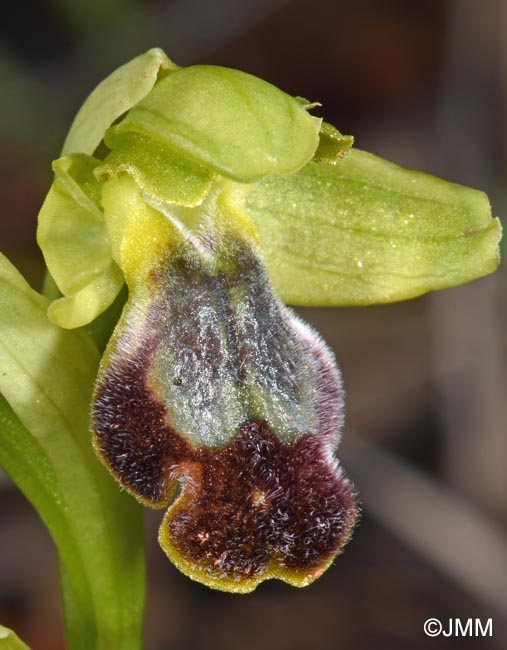 Ophrys punctulata