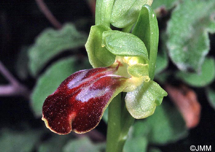 Ophrys punctulata