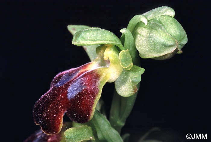 Ophrys punctulata
