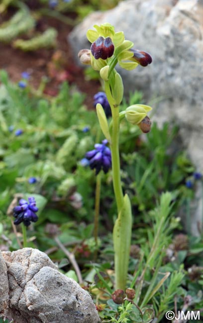 Ophrys punctulata