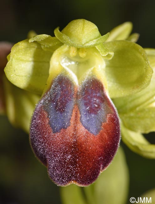 Ophrys punctulata