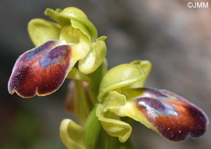 Ophrys punctulata