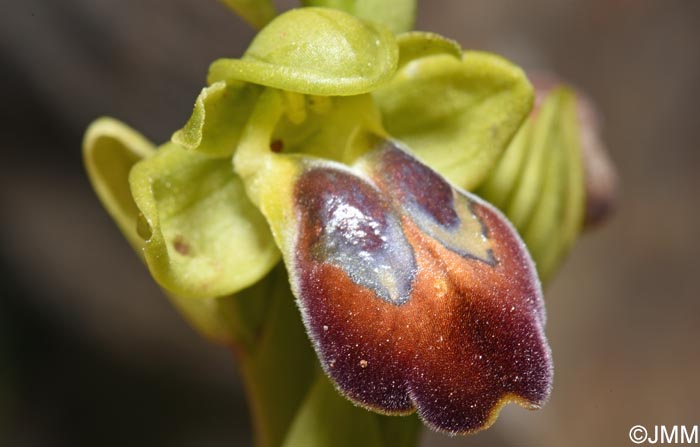 Ophrys punctulata