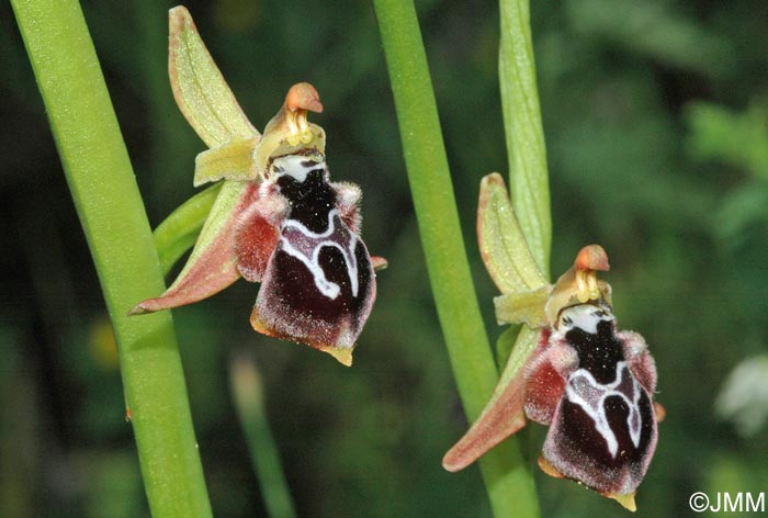 Ophrys reinhardiorum