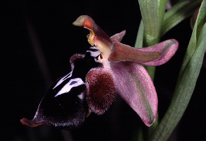 Ophrys reinholdii