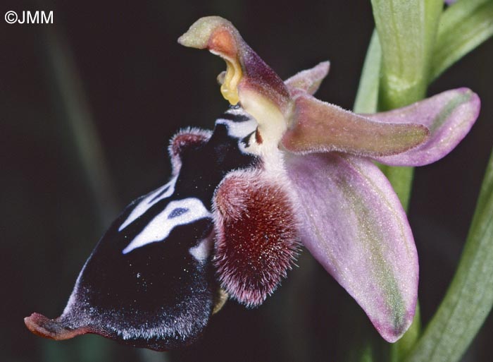 Ophrys reinholdii