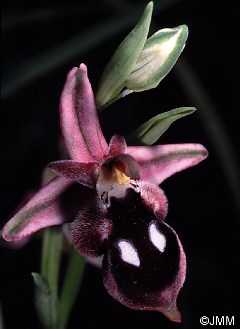 Ophrys reinholdii