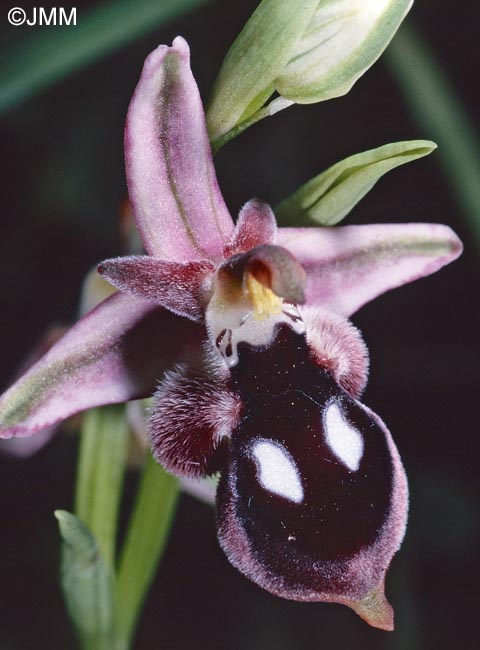 Ophrys reinholdii