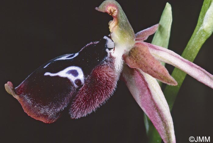 Ophrys reinholdii