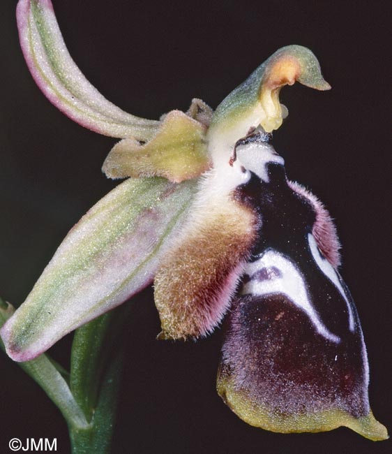 Ophrys reinholdii