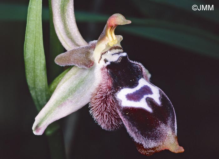 Ophrys reinholdii