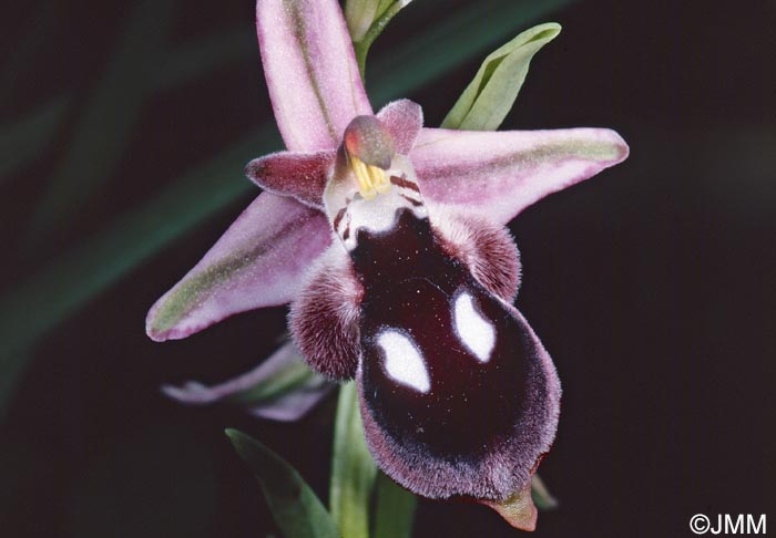 Ophrys reinholdii
