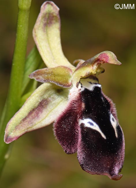 Ophrys reinholdii