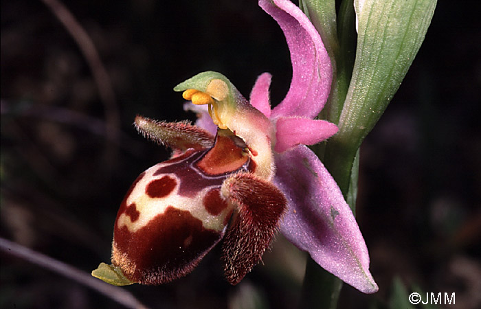 Ophrys schlechteriana