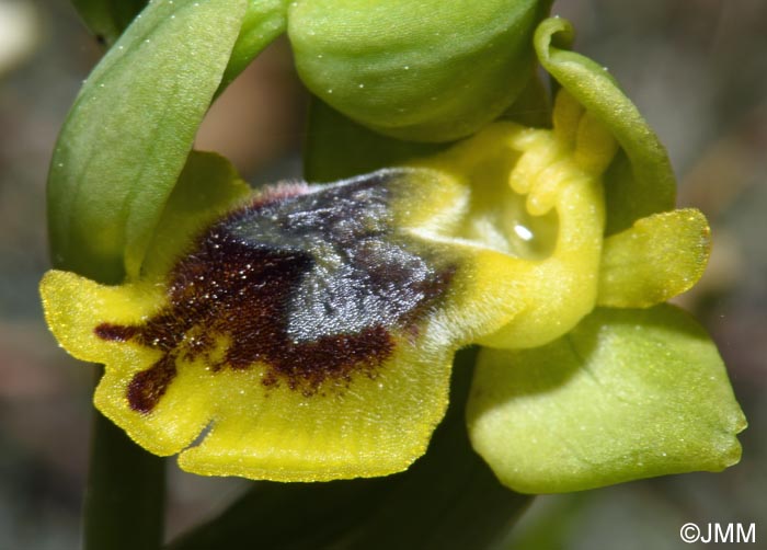 Ophrys sicula