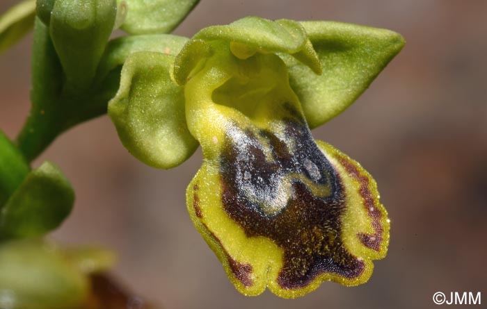 Ophrys sicula