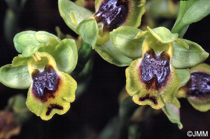 Ophrys sicula
