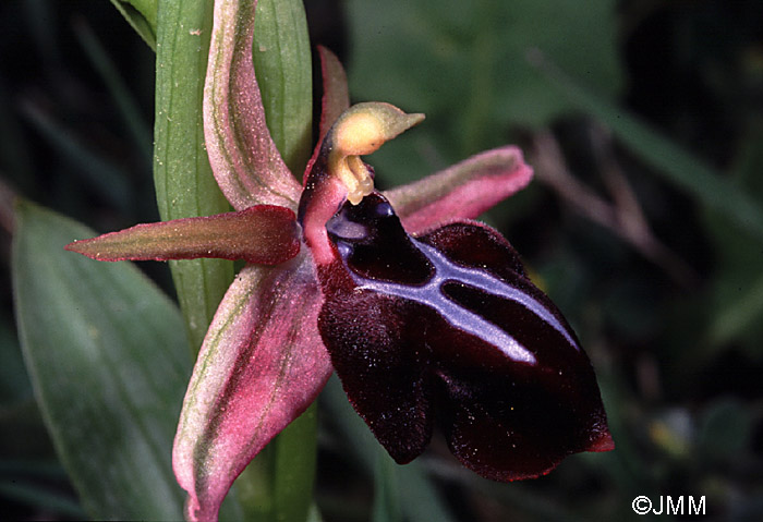 Ophrys spruneri