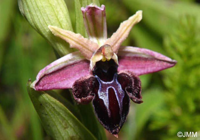 Ophrys spruneri
