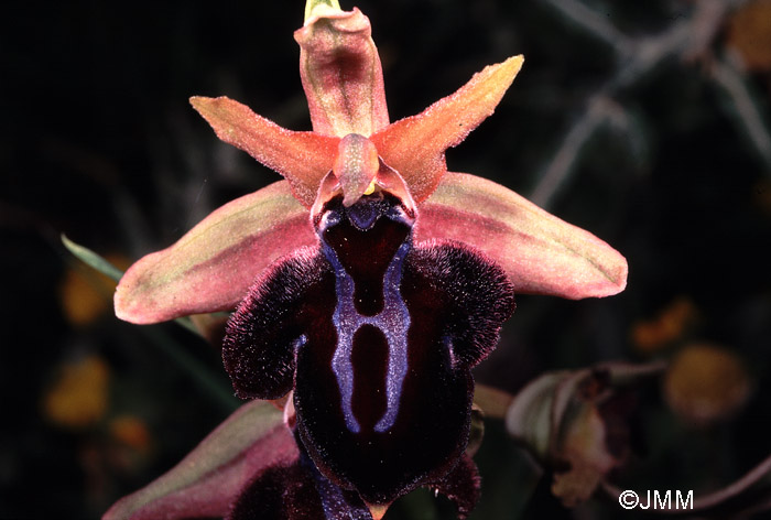 Ophrys spruneri