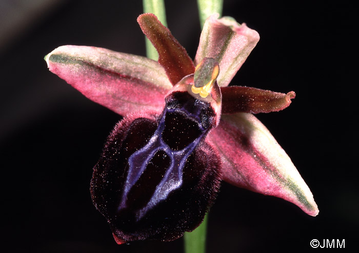 Ophrys spruneri