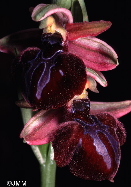 Ophrys spruneri