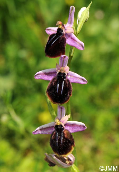 Ophrys spruneri