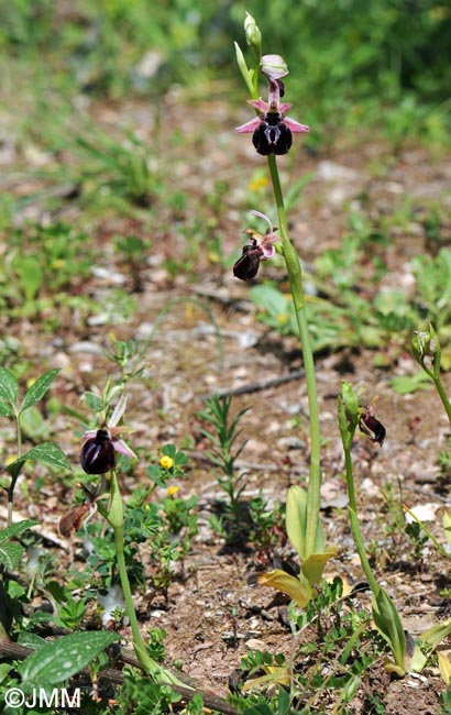 Ophrys spruneri