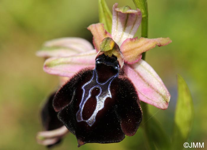 Ophrys spruneri